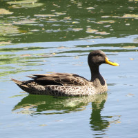 Yellow-billed Duck